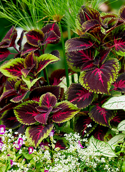 herb gardening in containers for beginners