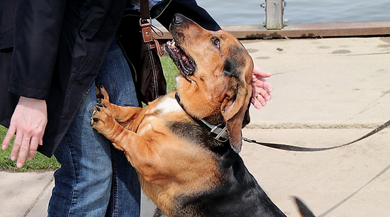 Tricks to Teach Impulse Control in Dogs
