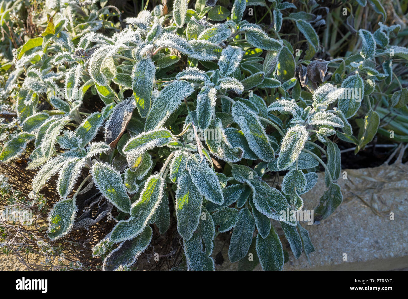 Growing in the Greenhouse - Beginner Greenhouse Tips
