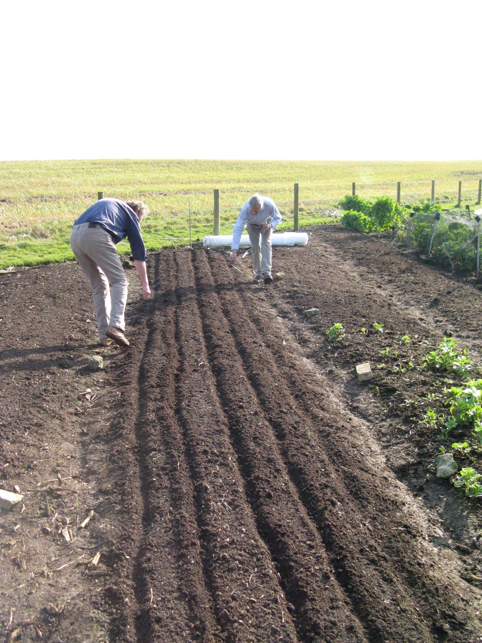 Trellis Vegetable Garden- The Benefits of Trellis Gardening
