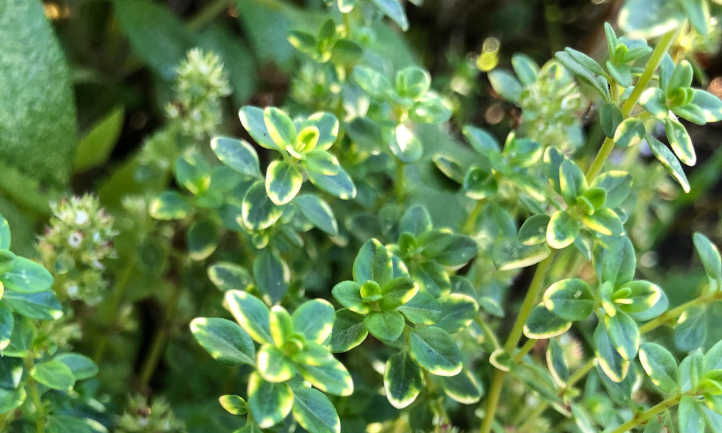 How to Re-Grow Delicious Vegetables and Herbs from Scraps
