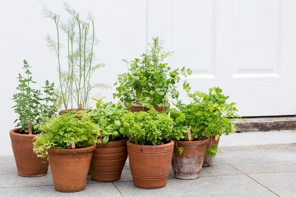 complete container herb gardening