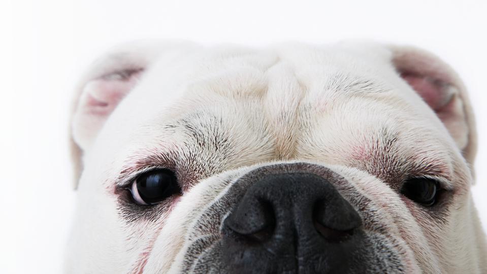 Jack Russell Terrier: Veterinary Advice
