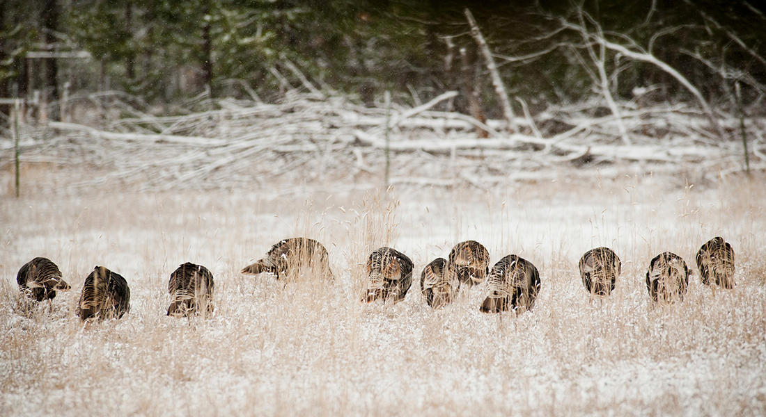 methods of hunting