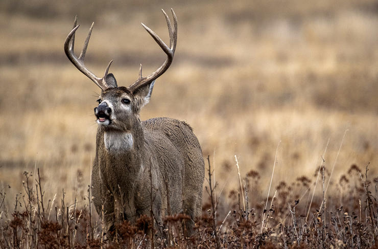 Deer Hunter

