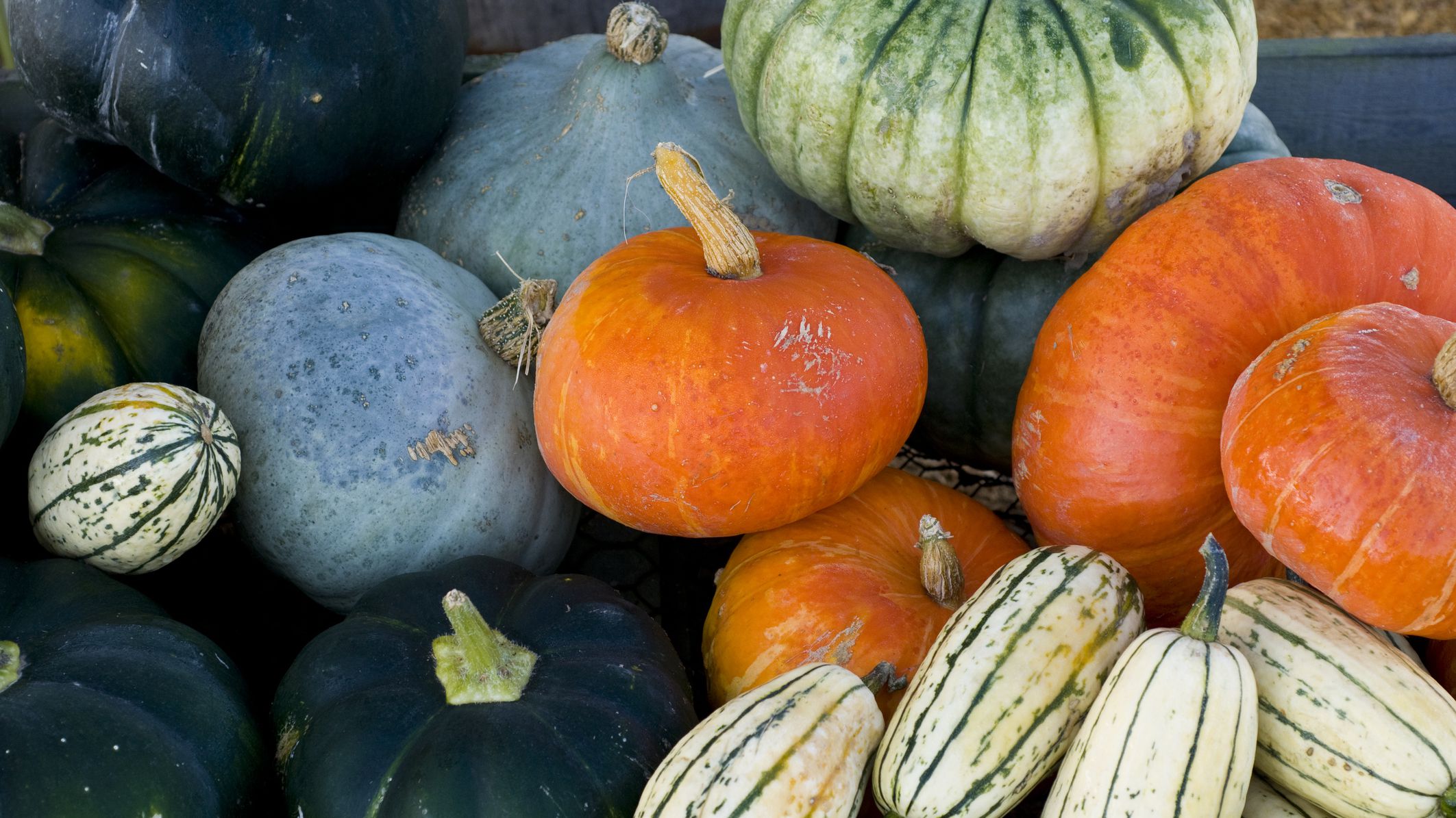 How to grow pumpkin at home

