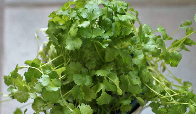 Growing Lilacs with the Loveage Herb
