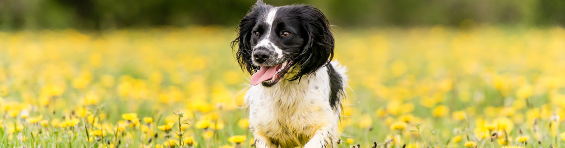 Important Facts About Italian Dog Breeds
