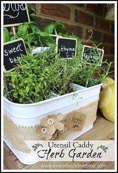 buzzy herb gardening kit