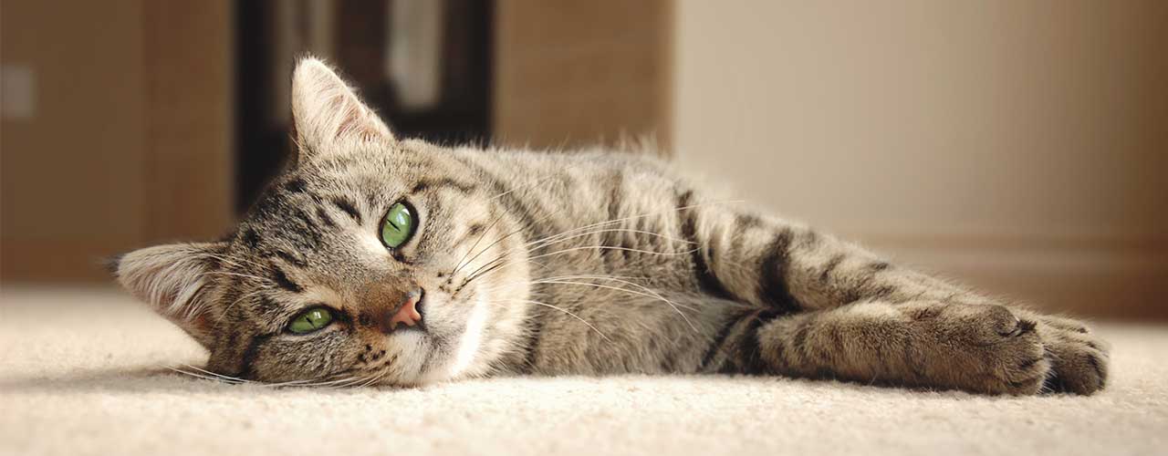 Here are 3 Things to Remember If You Have Just Adopted A Special Needs Cat
