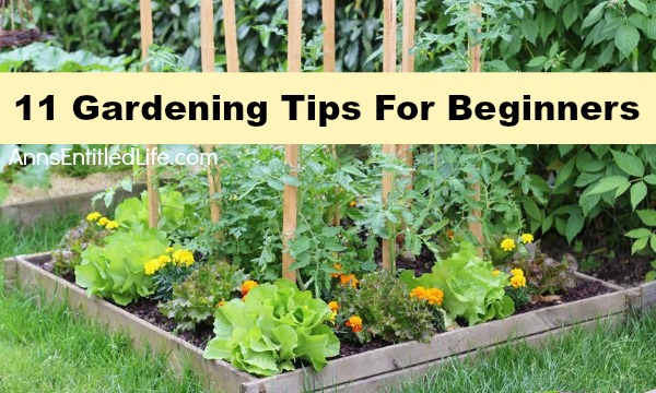 vegetable garden tips