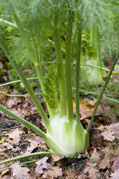 simple gardening