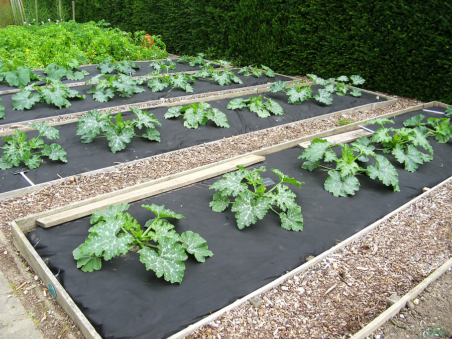 gardening tips for beginners uk