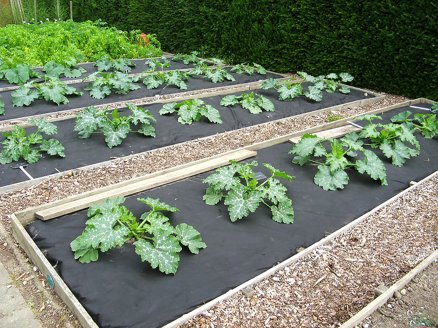 vegetable gardening tips