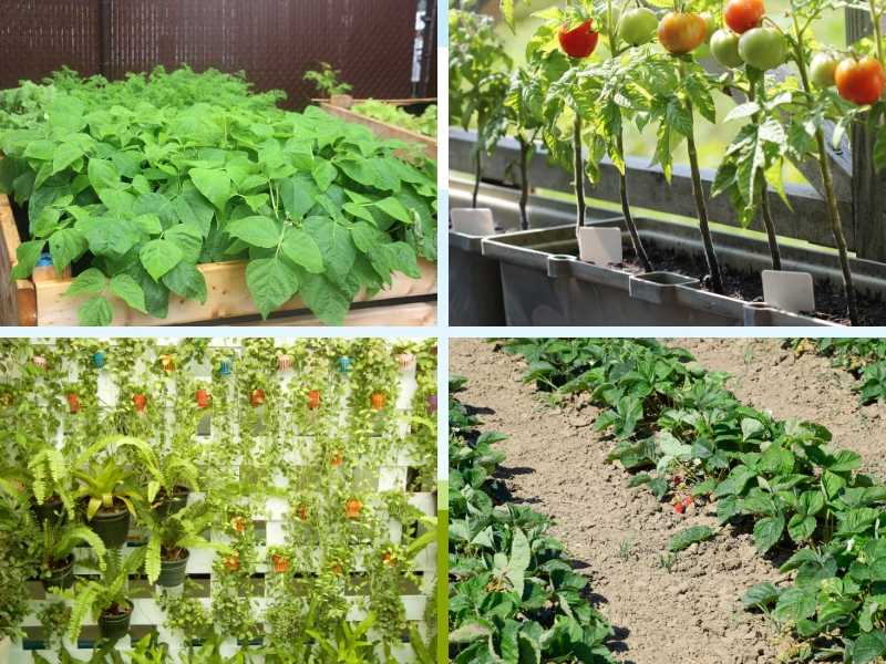 vegetable gardening soil