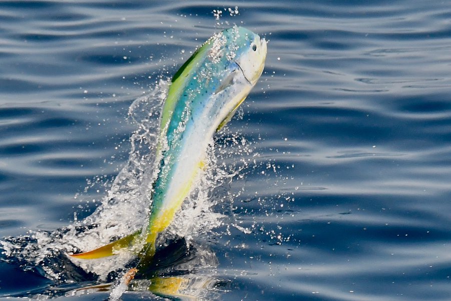 Mahi Mahi Fishing Charters
