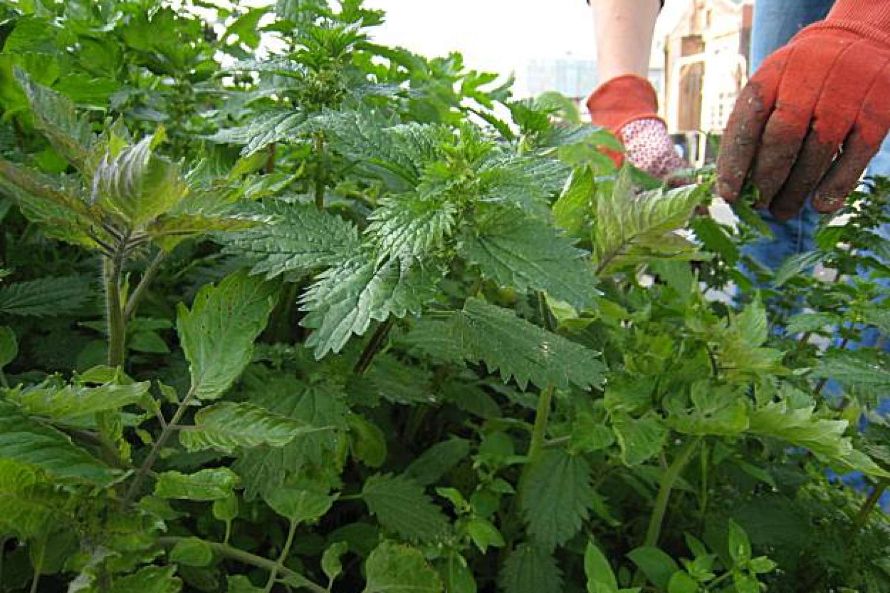 Vegetable Gardening