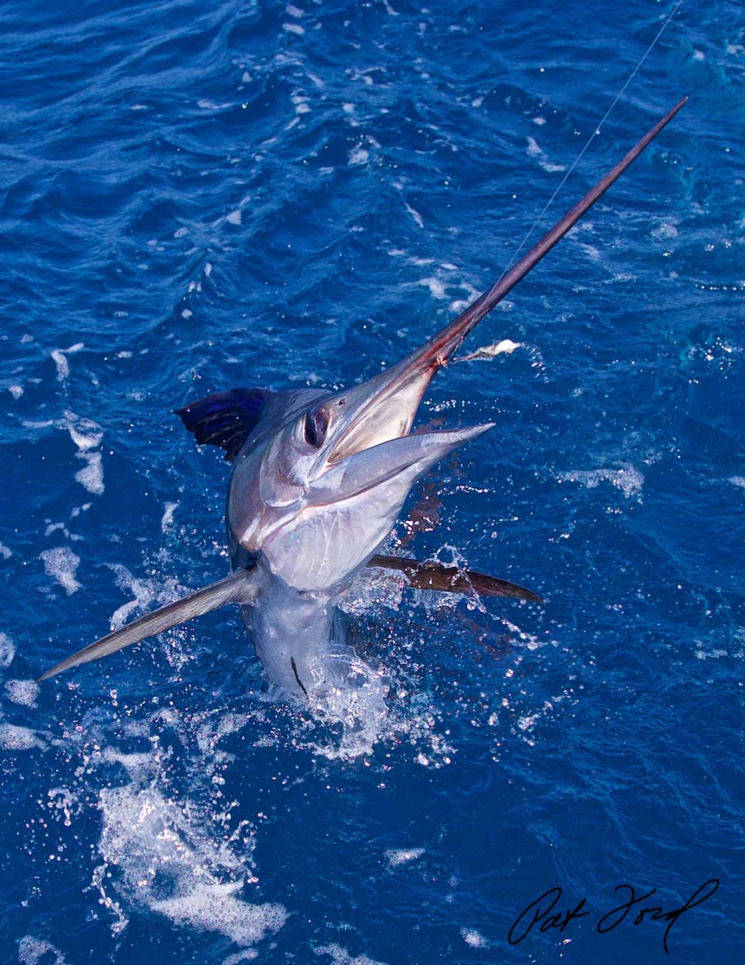 Artificial Lures For Tarpon
