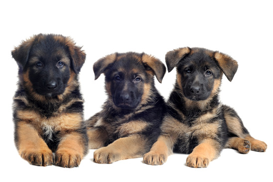 adoption websites for dogs