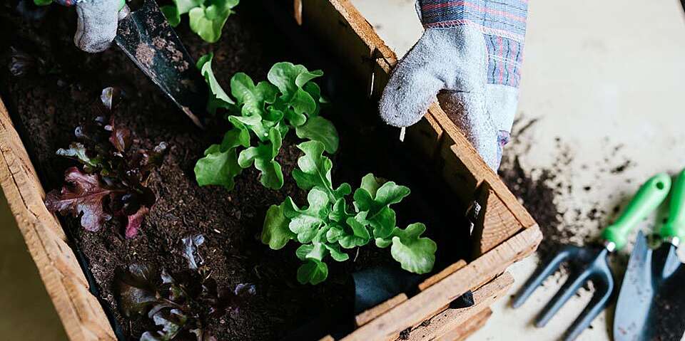 How can you make compost to use as garden soil?
