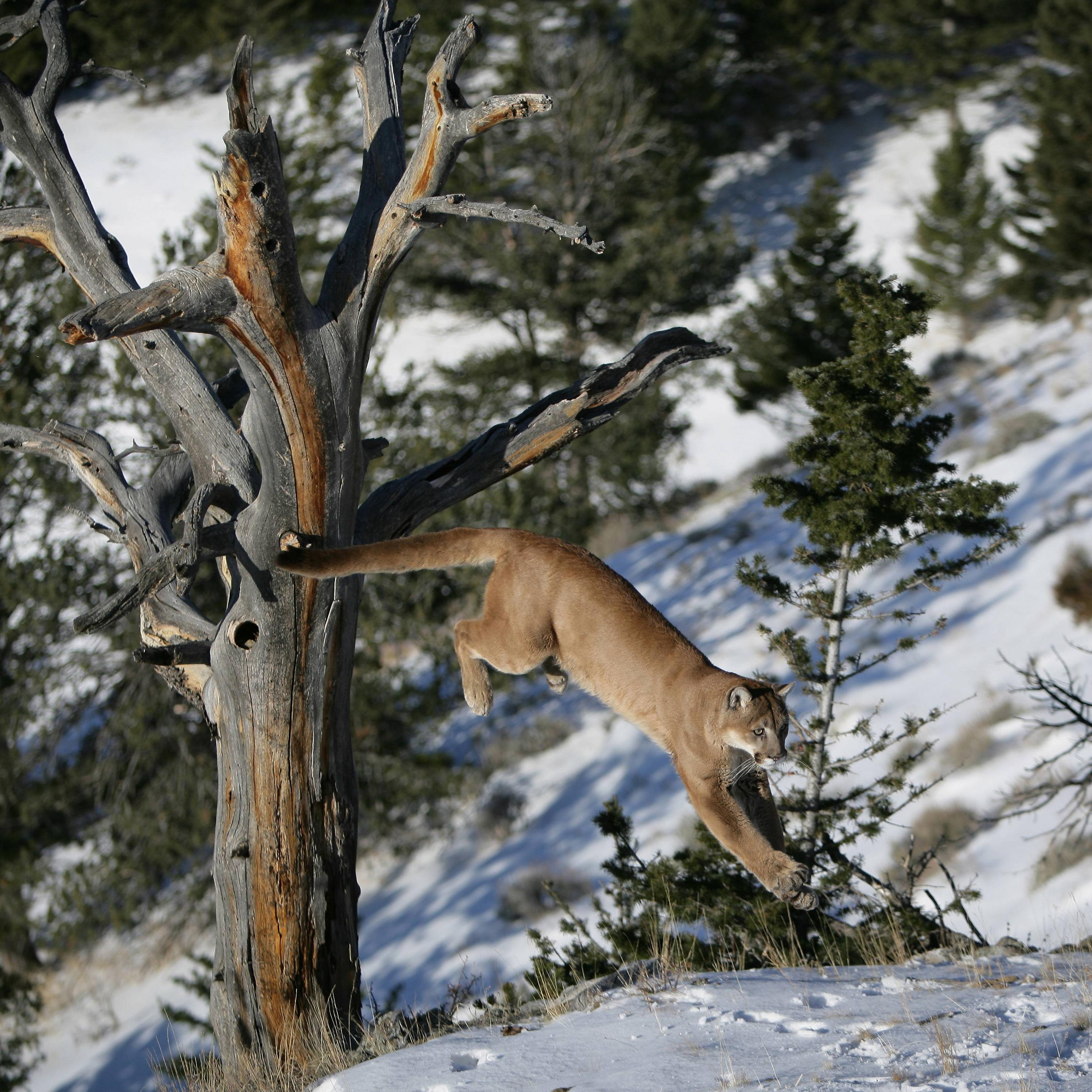 michigan hunting access program