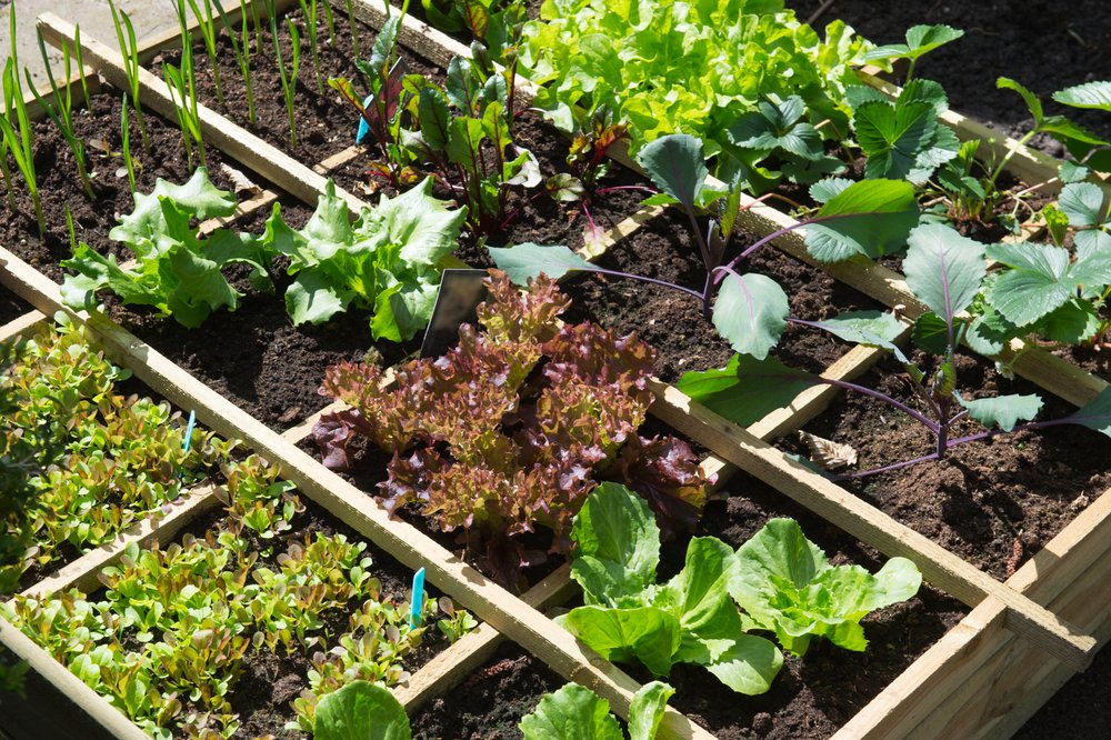 How to Grow Vegetables In Winter
