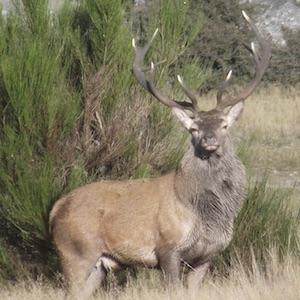 Rattling Antlers For Big Bucks
