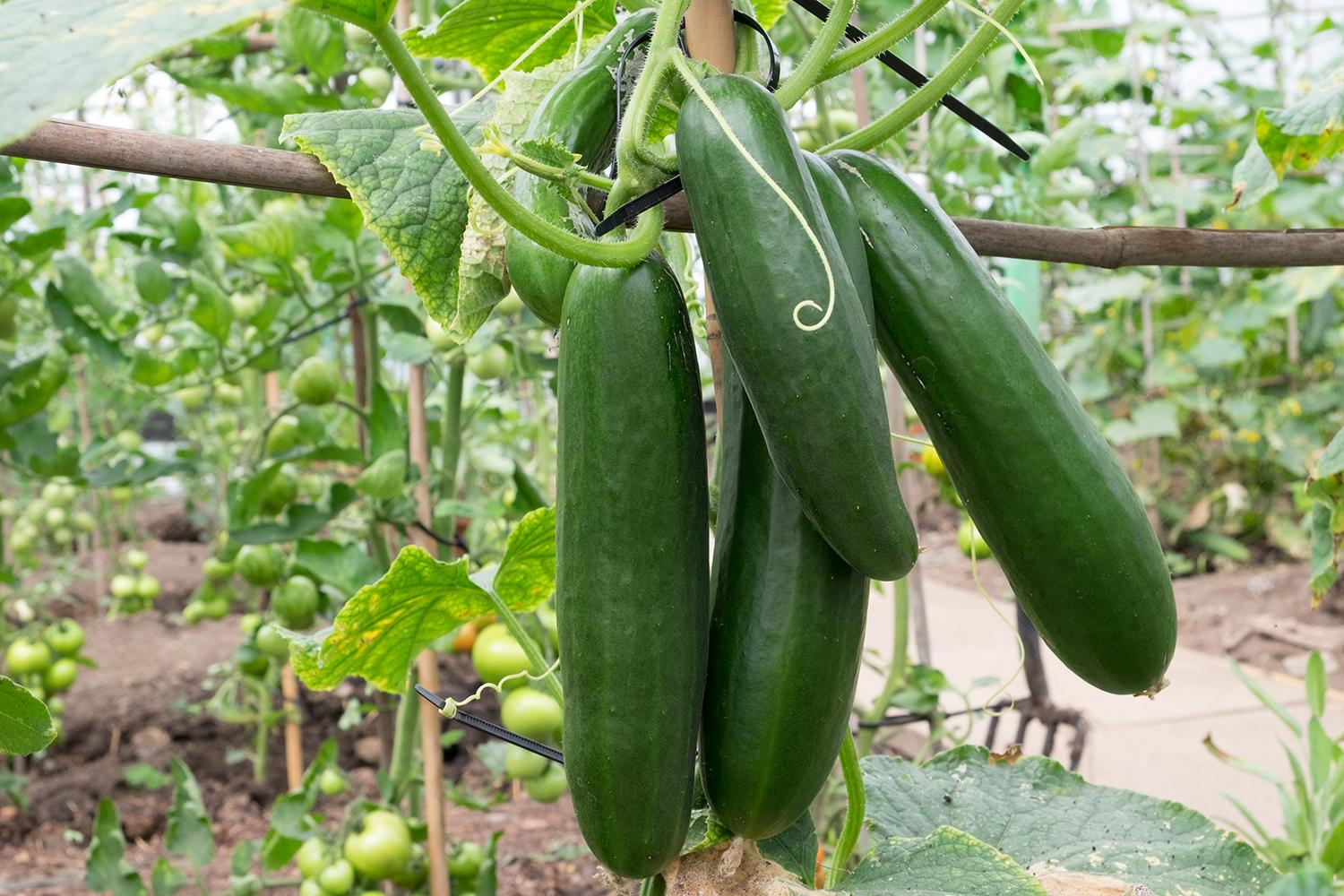 How Does Hydroponic Gardening Work?
