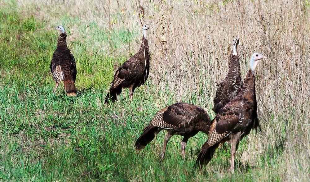 kansas walk in hunting access