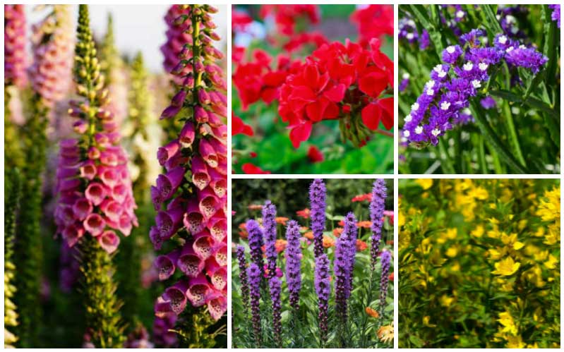 Roof Terrace Gardening
