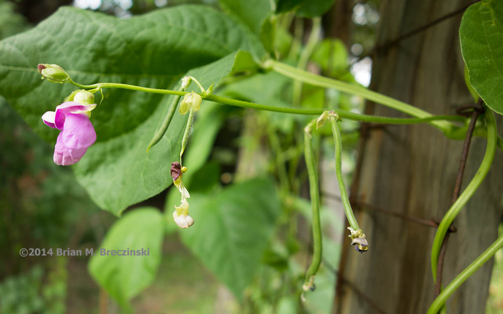 vegetable gardening tips