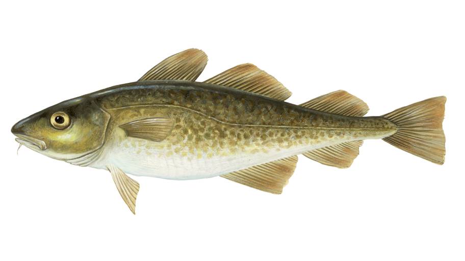 The European Perch''s Unique Features
