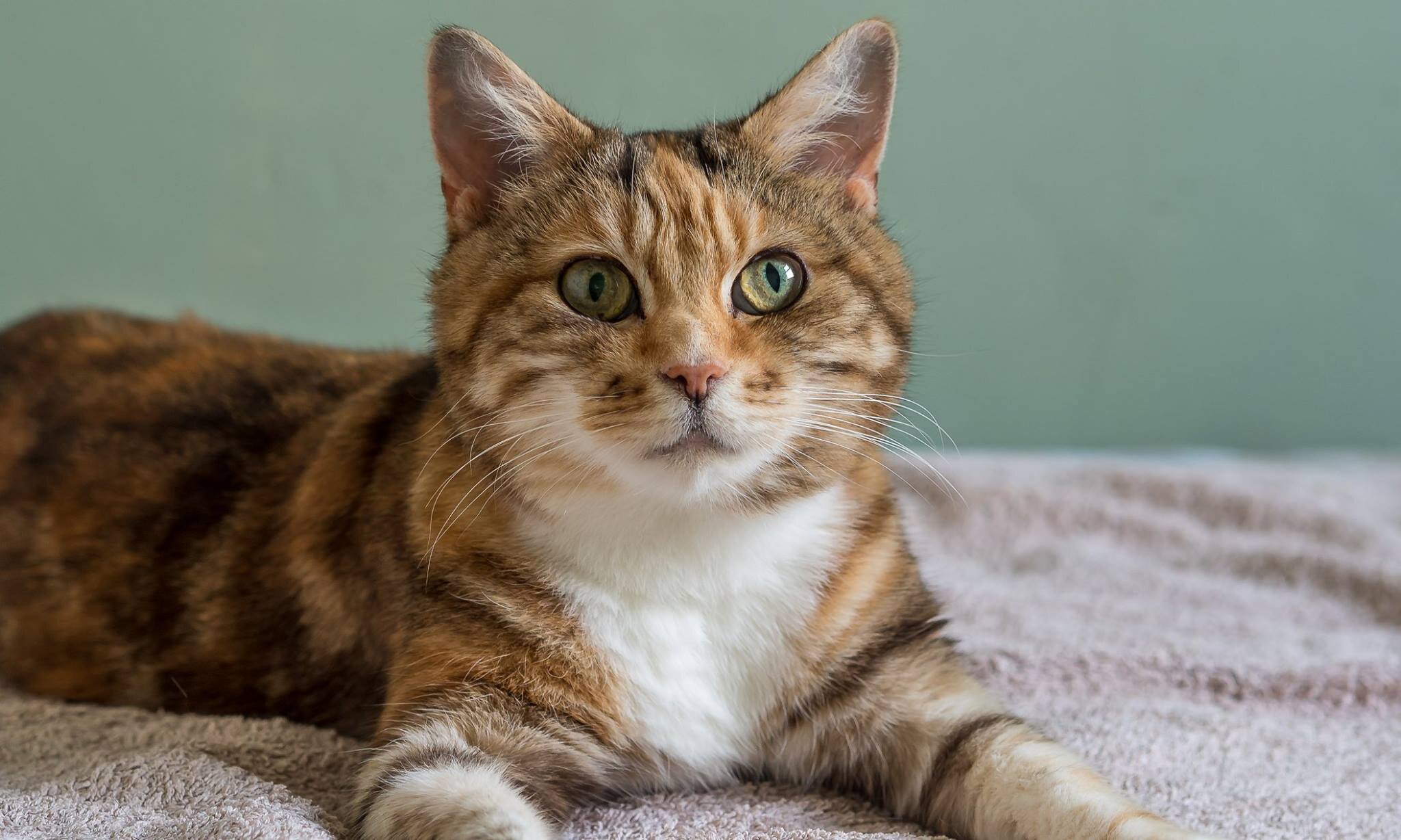 Adopting Senior Cats is a rewarding and challenging experience
