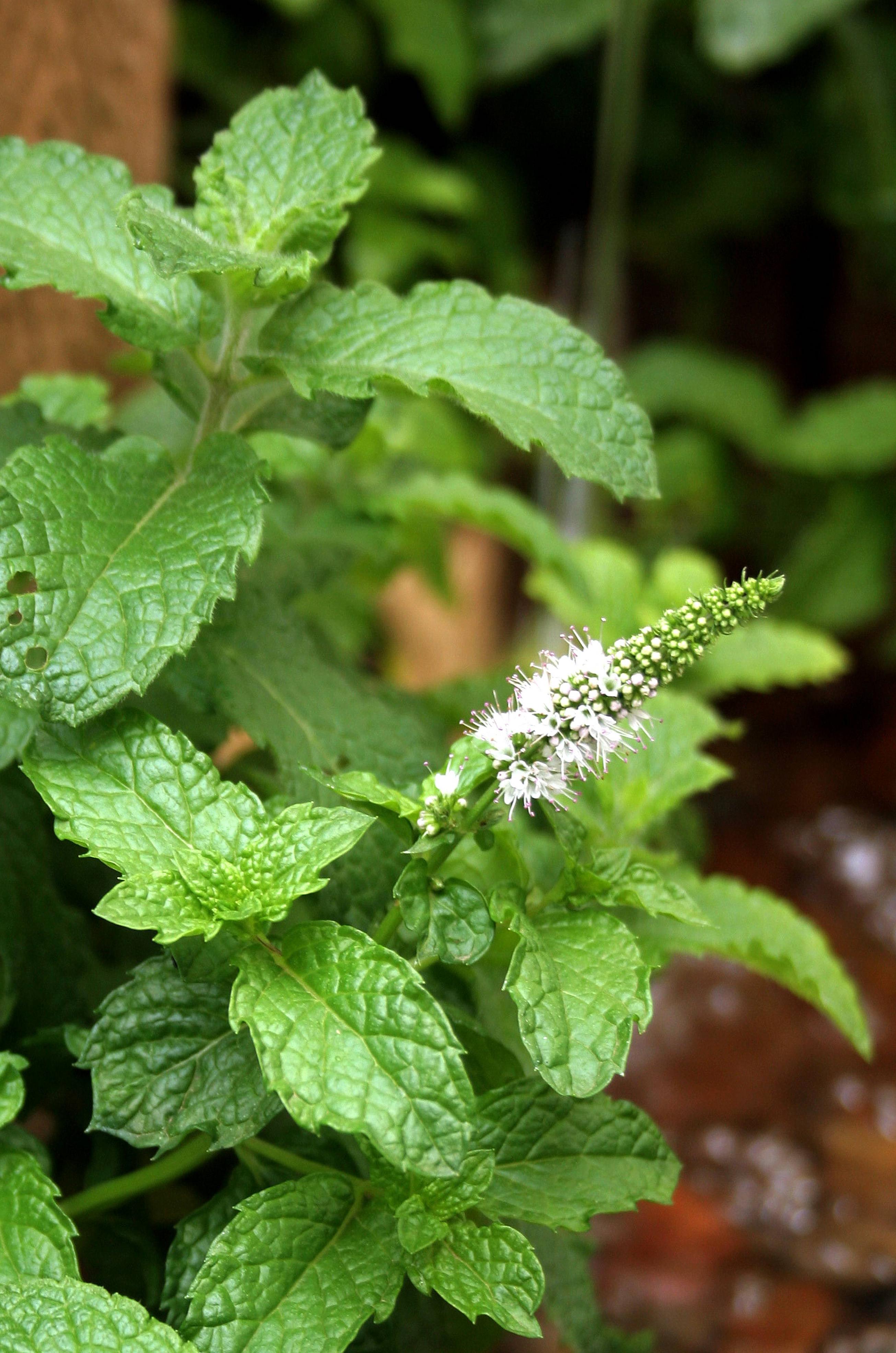 DIY Herb Garden - Growing herbs in Mason Jars
