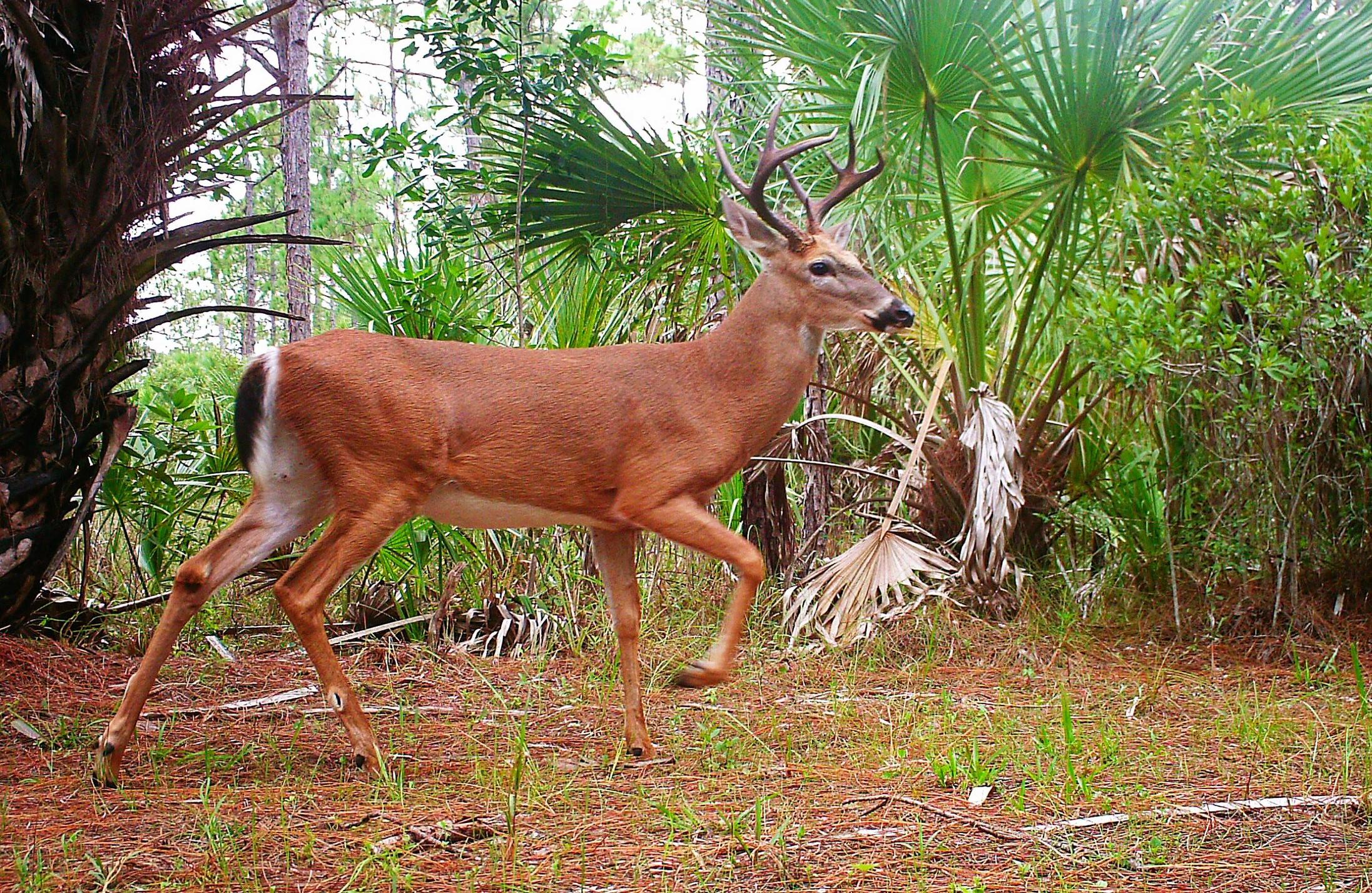 wheelchair accessible hunting