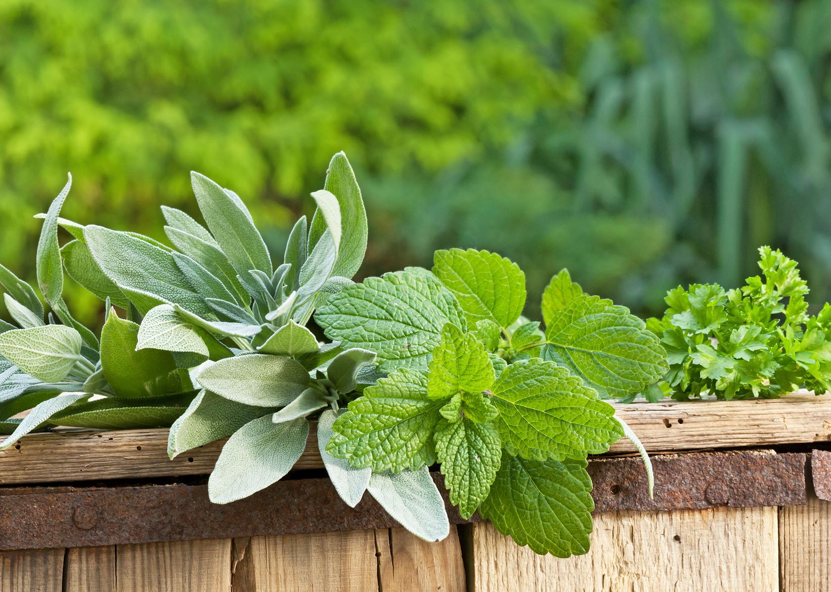 Care for Herb Plants - How to Care For Yours
