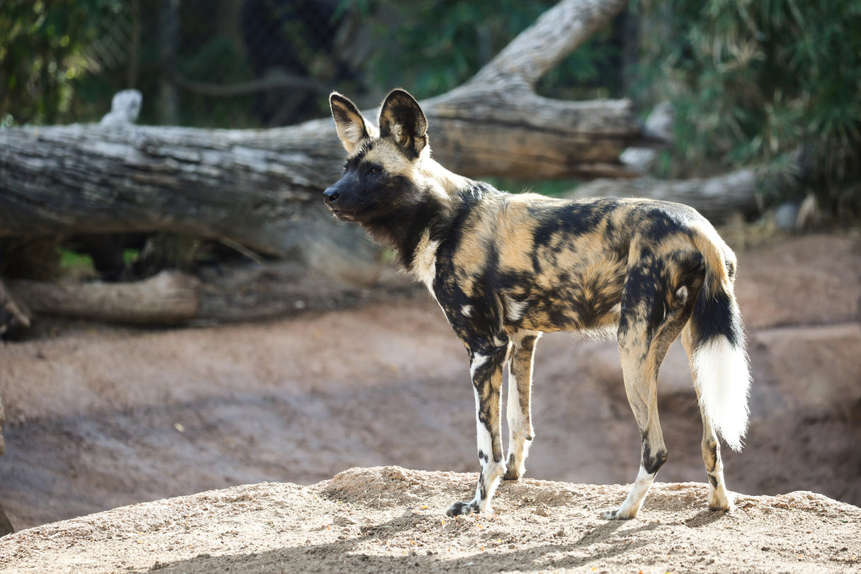 african wild dog pup