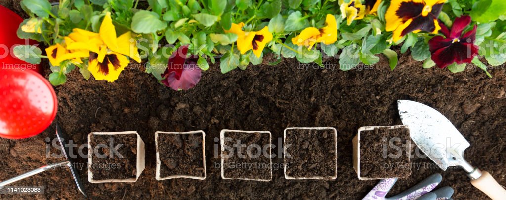 How long does Spinach take before it grows from the seed?
