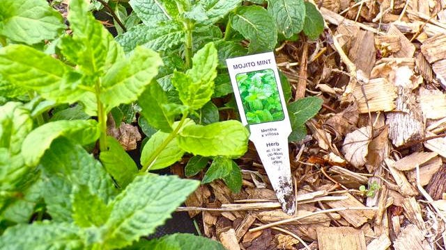 Roof Terrace Gardening
