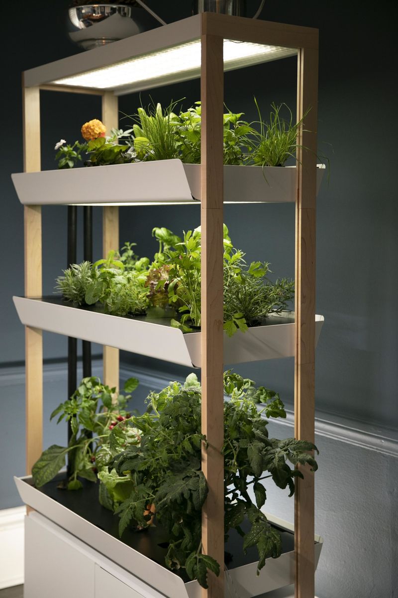 How to make an indoor vegetable garden
