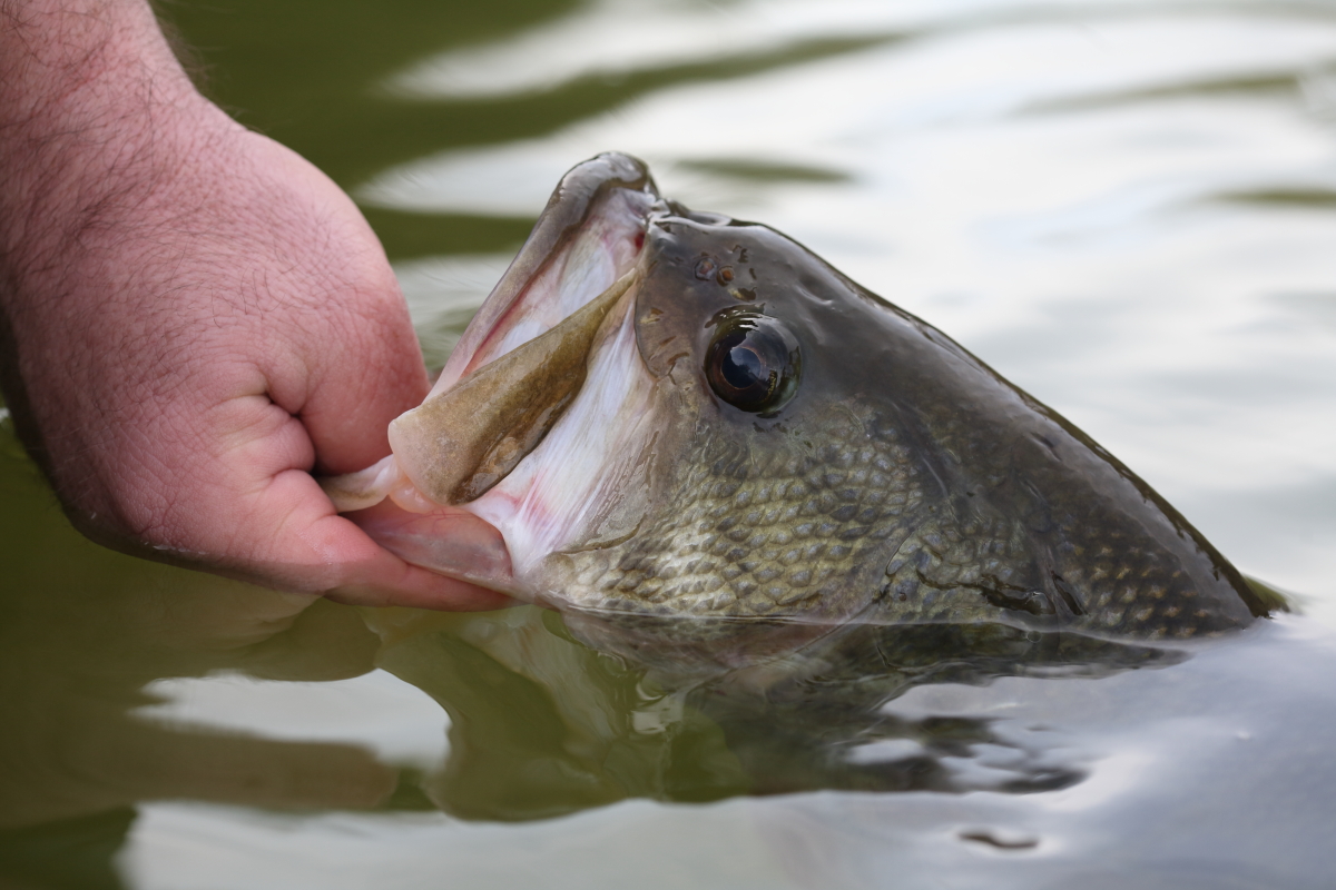 How to Fish For Bass Deep Water Using Jigging Spoons & Blade Baits
