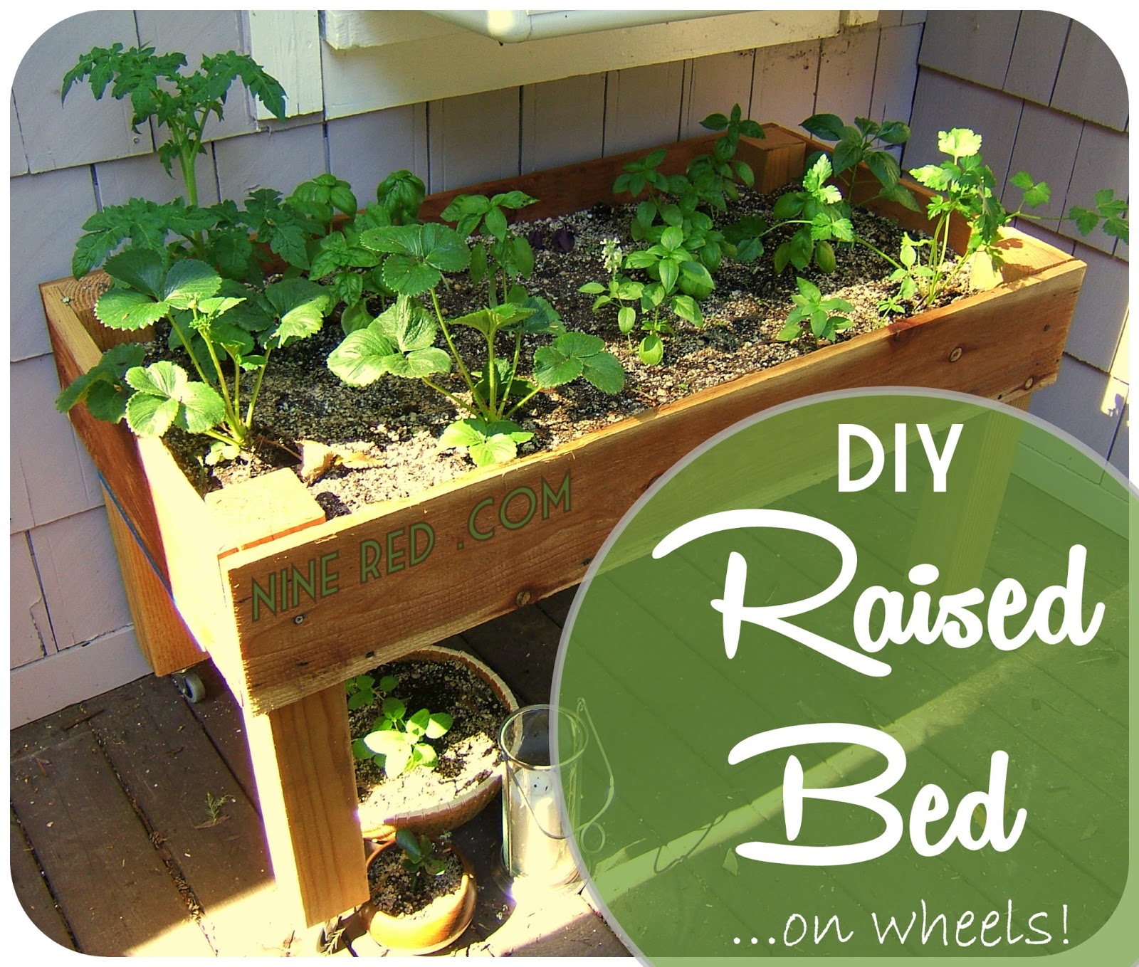 container vegetable gardening 101