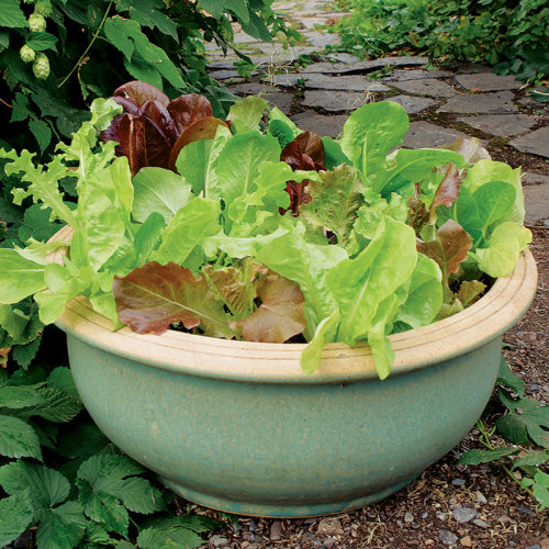 Growing Salad Greens- How to Select the Best Fertilizers for Lettuce
