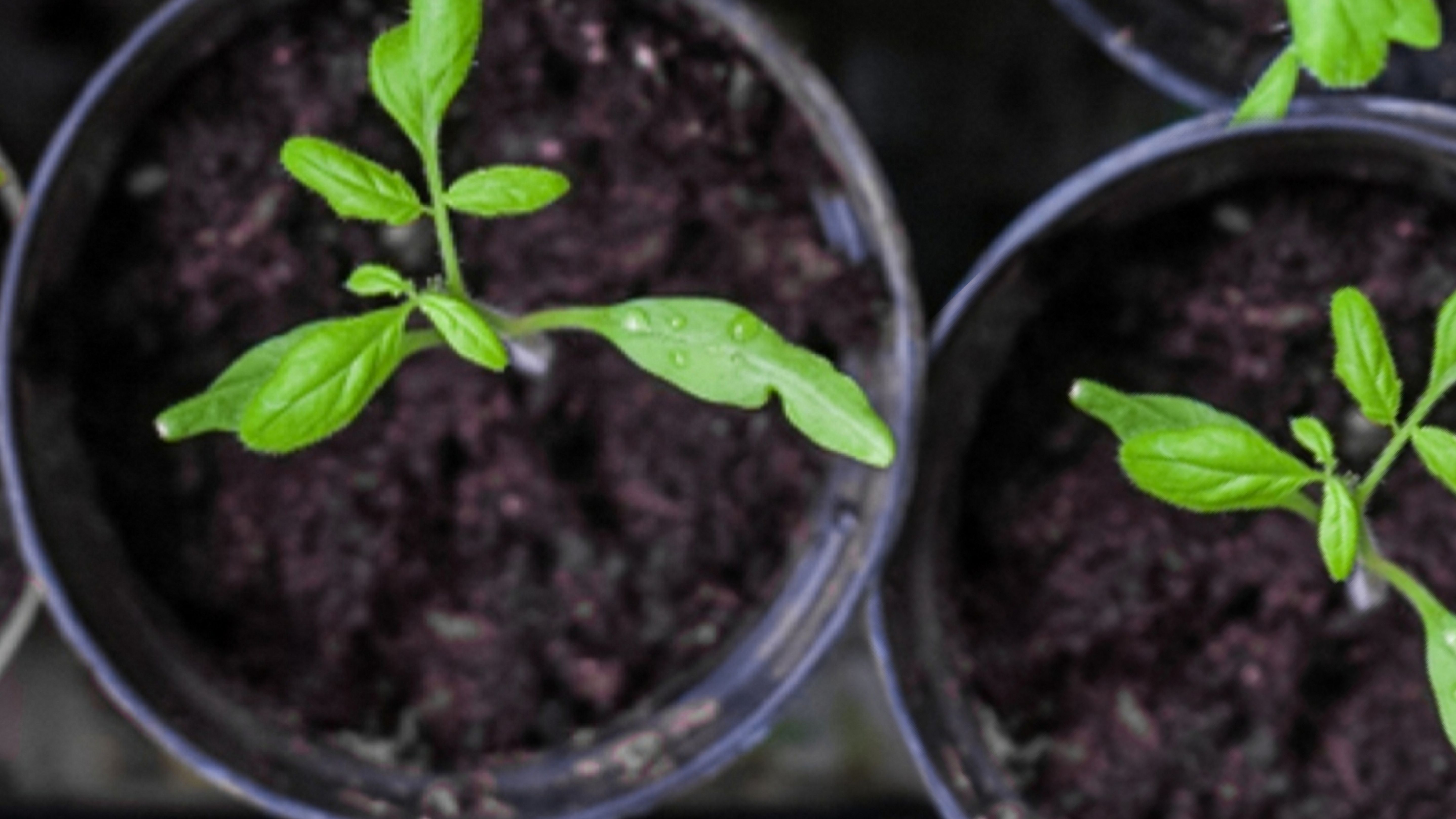 Herb Gardening