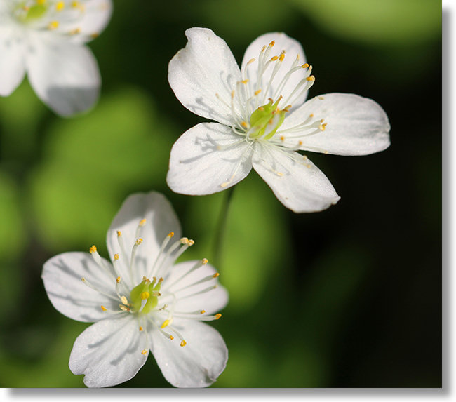 What is Indoor Gardening?
