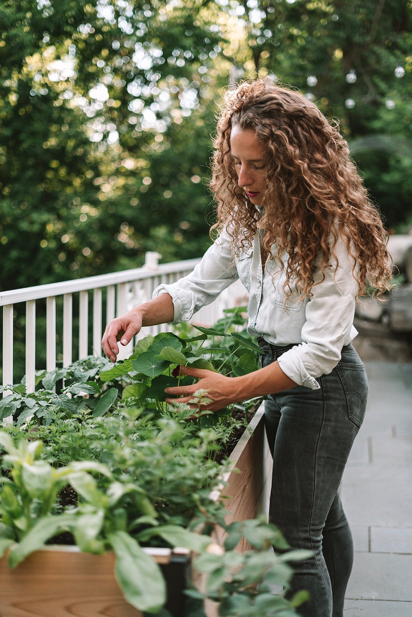 buzzy herb gardening kit