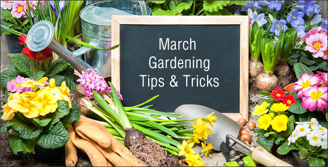 garden making tips