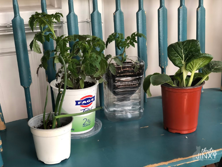 Herbs in Pots - Growing Herbs in Pots Outdoors
