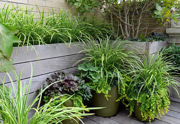 garden tips and ideas