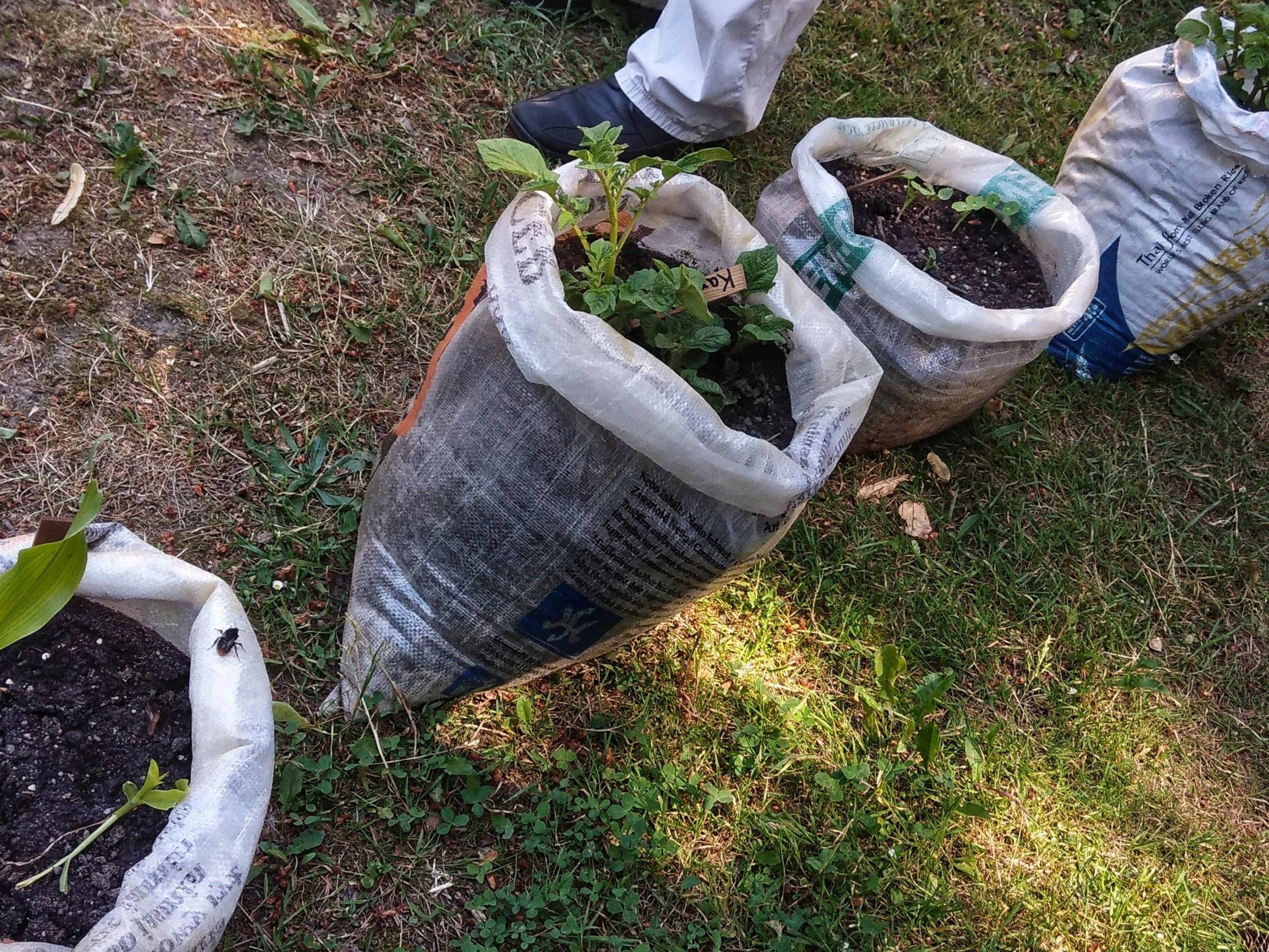 Growing Cucumbers in Pots in your Home.
